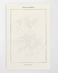 Tahitian Botanical | Modern Paint By Numbers Kit