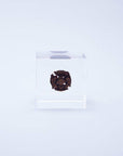 Dawn redwood - Botanical Decor Gift