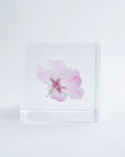 Sakura Cube - Komatsu-otome