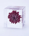 Strawflower Cube
