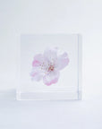 Sakura Cube - Komatsu-otome