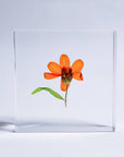 Sola Tile Zinnia - Botanical Decor Gift