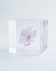 Sakura Cube - Komatsu-otome