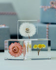 Strawflower Cube