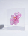 Sakura Cube - Kawazu-zakura