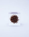 American Sweetgum Cube