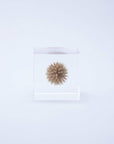 Globe Thistle Cube