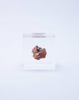 Shell Ginger Cube