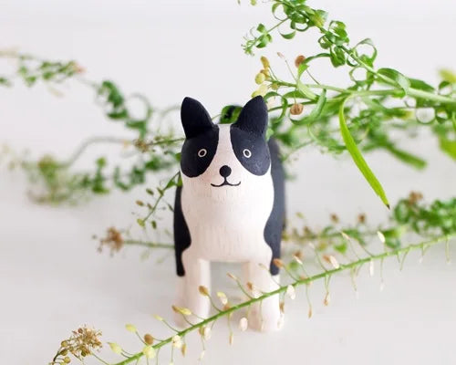 Boston Terrier