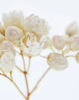 Rice Flower