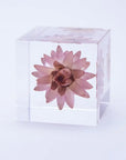 Strawflower Cube