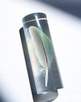Rosy-faced Lovebird
-Green-