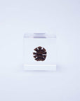 Dawn redwood - Botanical Decor Gift