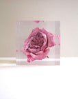 ROSE Miyabi Cube