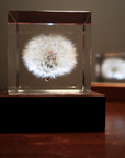Dandelion Cube