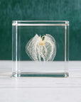 Apple of Peru Cube