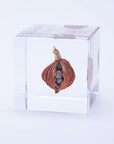 Shell Ginger Cube