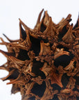 American Sweetgum Cube