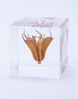 Yellow Fennel Flower Cube