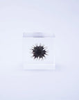 Velvetleaf