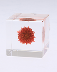 Globe Amaranth Cube