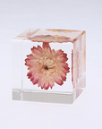Strawflower Cube
