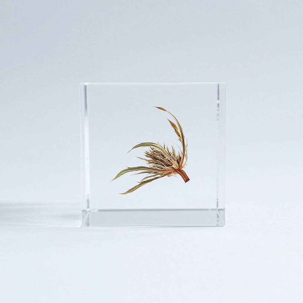 Sea holly - Botanical Decor Gift