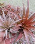 A602 Tillandsia Capitata Red Coral - S