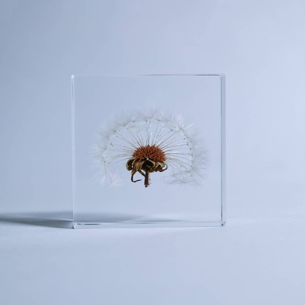 Sola Tile Dandelion - Botanical Decor Gift