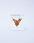Yellow Fennel Flower Cube
