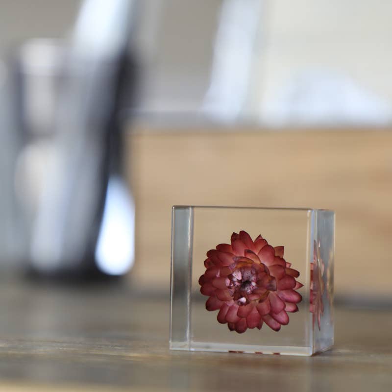 Strawflower Cube