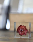 Strawflower Cube