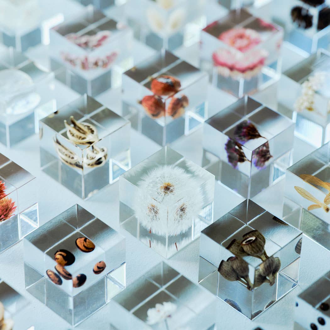 Strawflower Cube