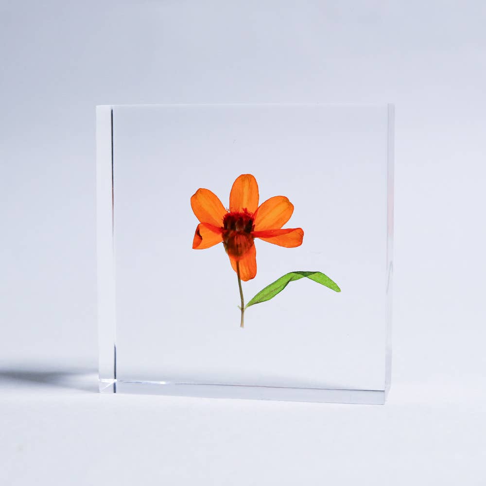 Sola Tile Zinnia - Botanical Decor Gift