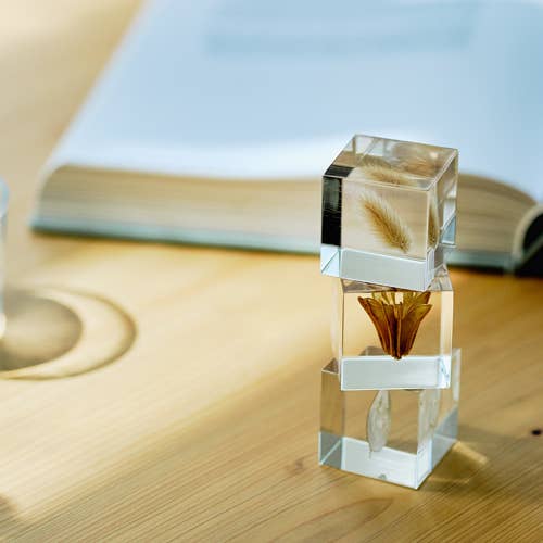 Lunaria Annua Cube