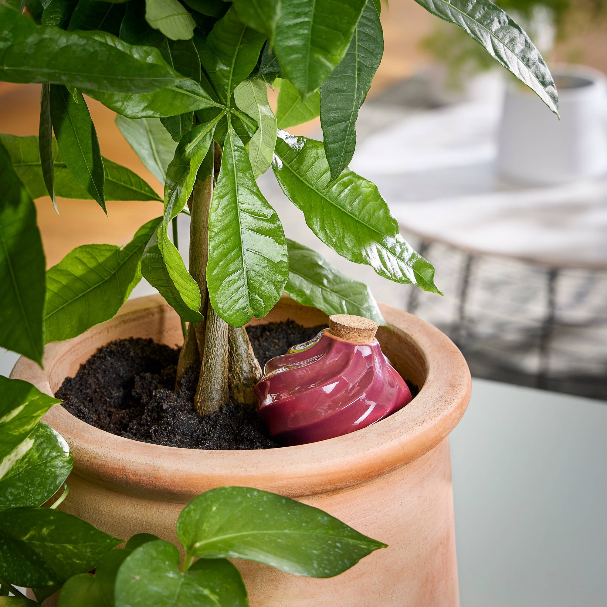 Terracotta Watering Bulb