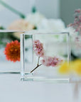 Globe Amaranth Cube