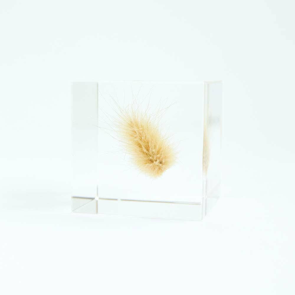 Bunny Tail Grass Cube