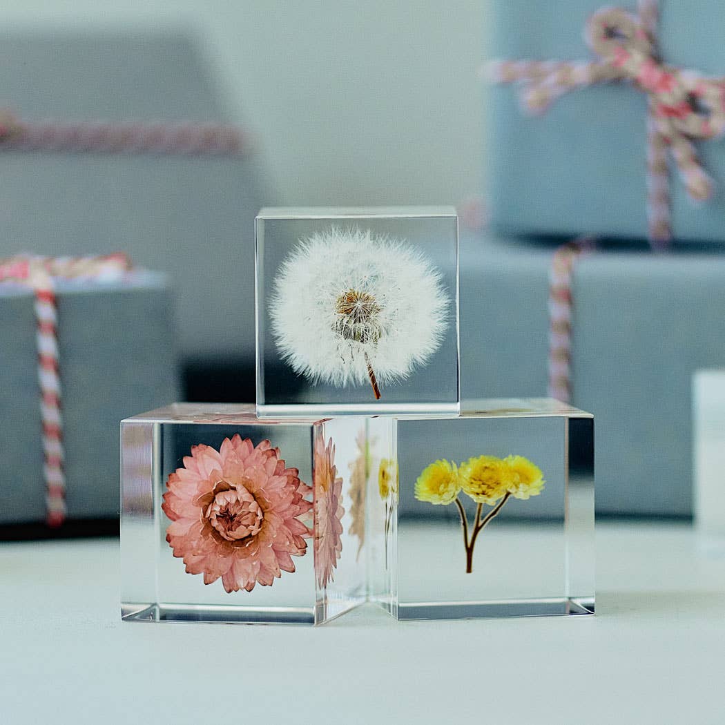 Strawflower Cube