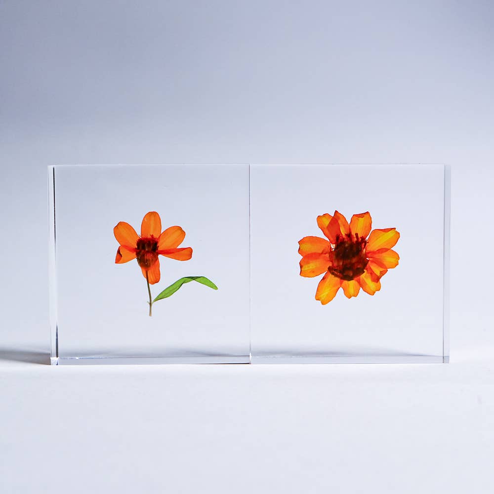 Sola Tile Zinnia - Botanical Decor Gift