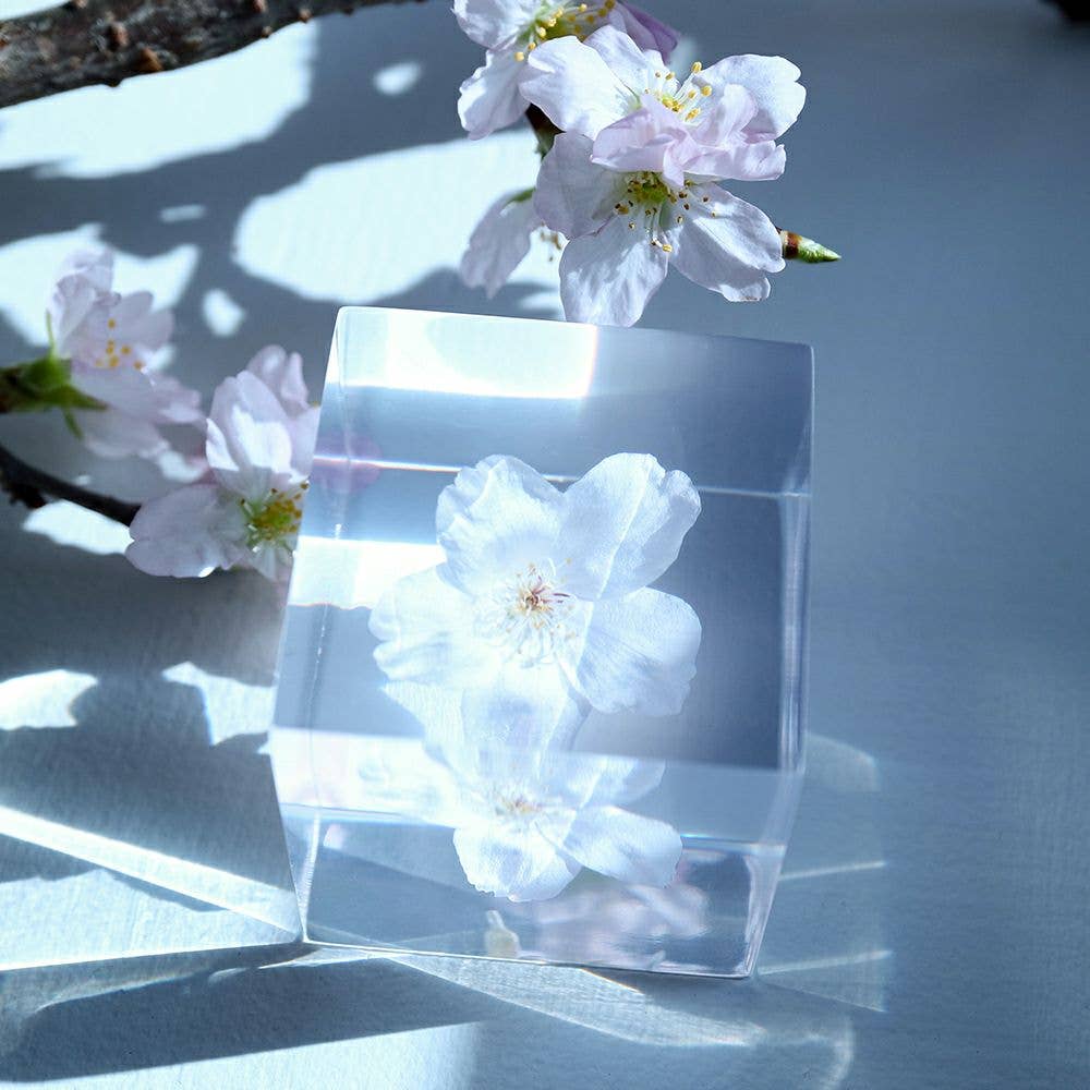 Sakura Cube - Someiyoshinno