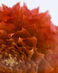 Globe Amaranth Cube