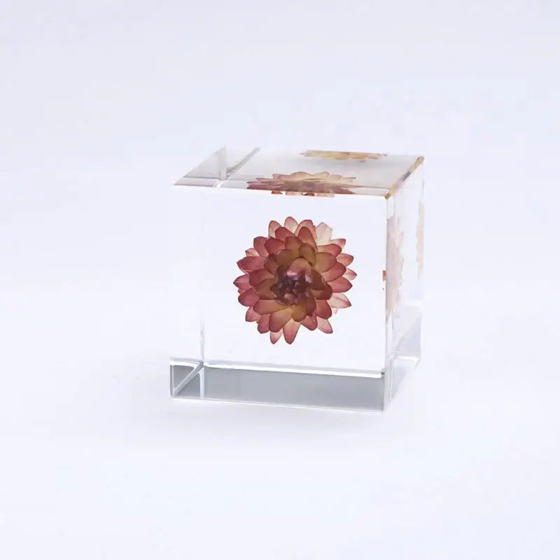 Strawflower Cube