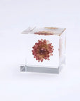 Strawflower Cube