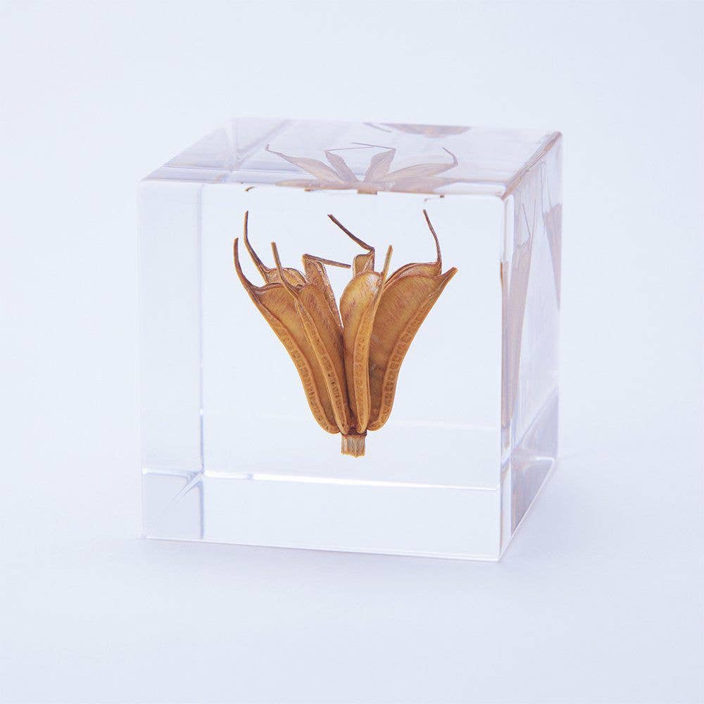 Yellow Fennel Flower Cube