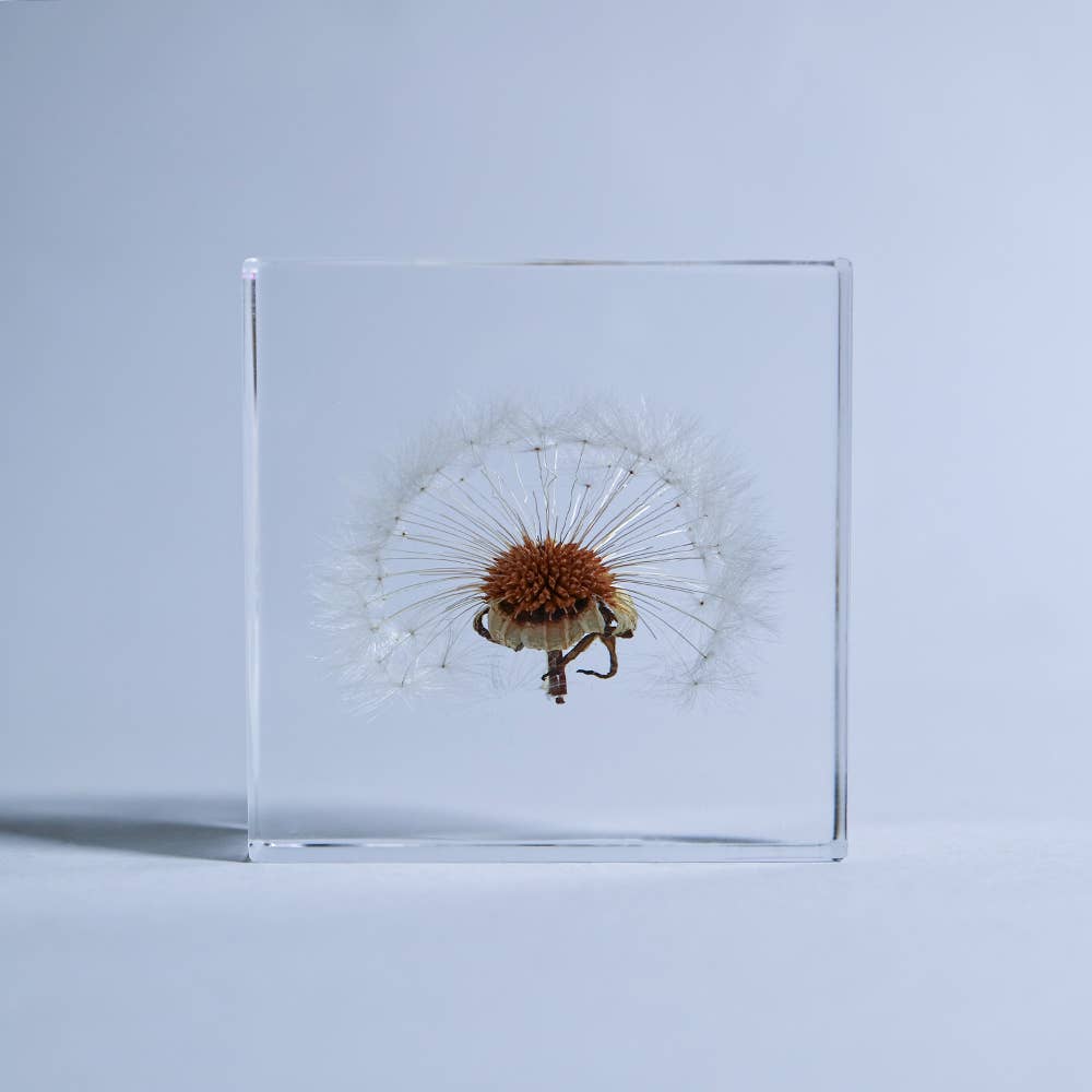Sola Tile Dandelion - Botanical Decor Gift