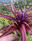 A601 Tillandsia Bradeana Brachycaulos Burgundy - M