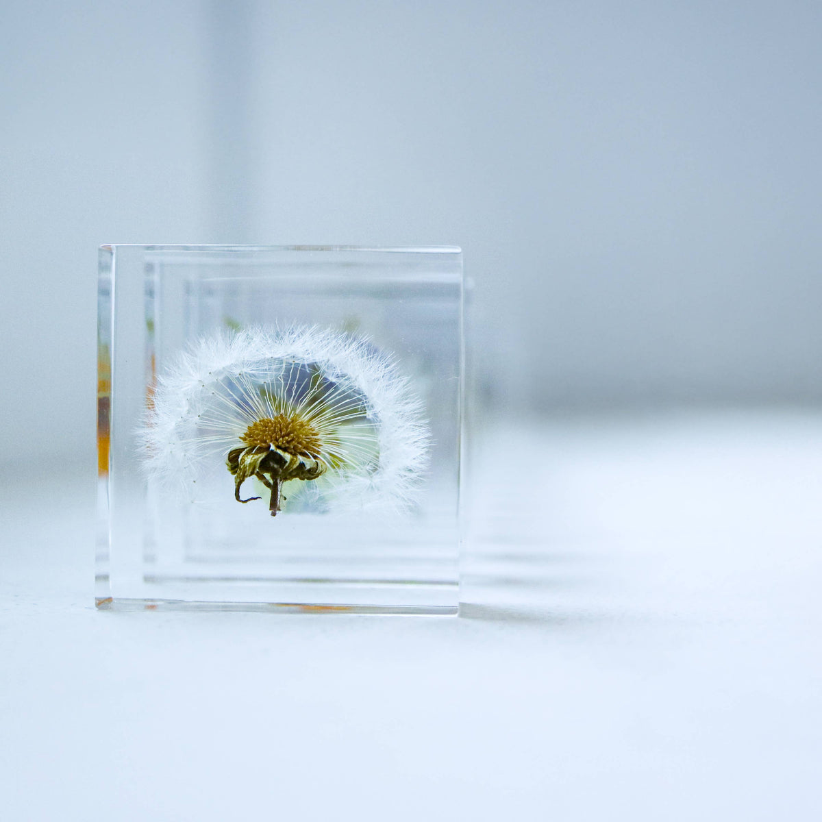 Sola Tile Dandelion - Botanical Decor Gift