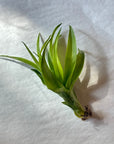 A601 Tillandsia Bradeana Brachycaulos Burgundy - M