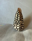 Conus shell - leopardus